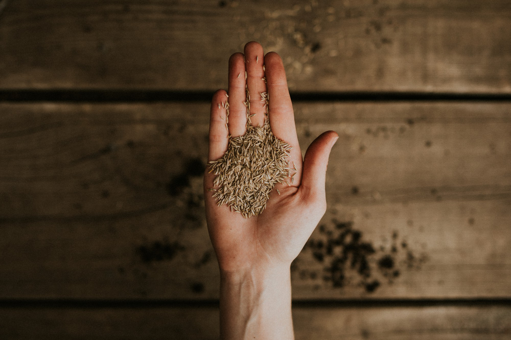 Psyllium, de onde vem? como tomar?